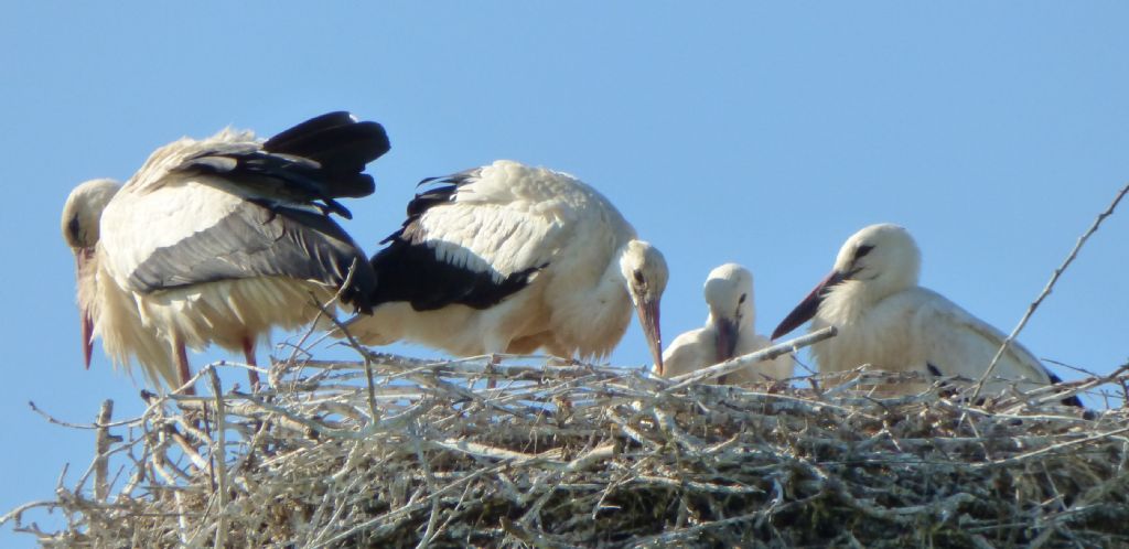 Cicogne Bianche - Nido